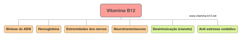 papel-vitamina-b12